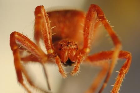 Ragno rosso da identificare (Araneus sp.)